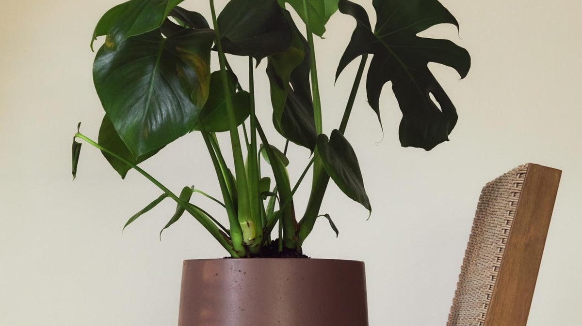Elegante Calun Kollektion von Kave Home: stilvolle Möbel mit modernem Design und warmen Holztönen.