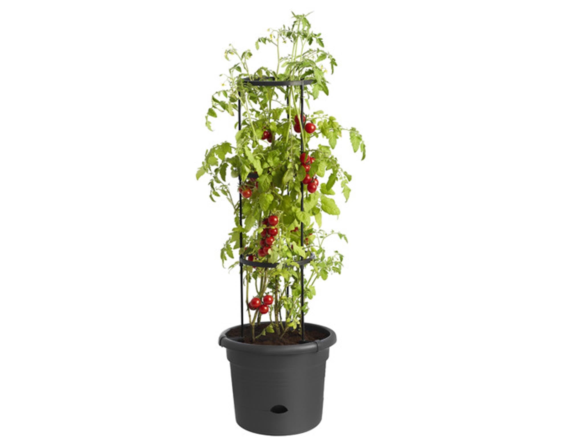 Entdecken Sie den ELHO Tomatentopf living black ø 34 cm – ideal für Tomatenanbau, mit innovativem Bewässerungssystem und umweltfreundlichem Material.