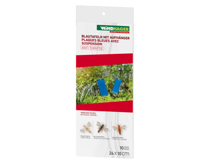 Der Stonecast Duck Egg Blue Coupe Teller von Churchill, 26 cm, besticht durch handbemalte Eleganz, langlebiges Porzellan und vielseitige Nutzung.