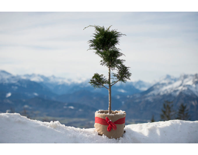 Schützen Sie Ihre Pflanzen nachhaltig mit der WINDHAGER Winterschutz-Matte greenLine aus Jute (1x3 m). Ideal gegen Frost und Witterungseinflüsse.