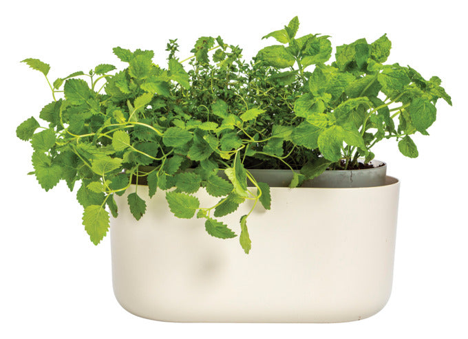 PLASTIA Bewässerungskasten Tolita elfenbein 31cm in präsentiert im Onlineshop von KAQTU Design AG. Blumentopf ist von PLASTIA