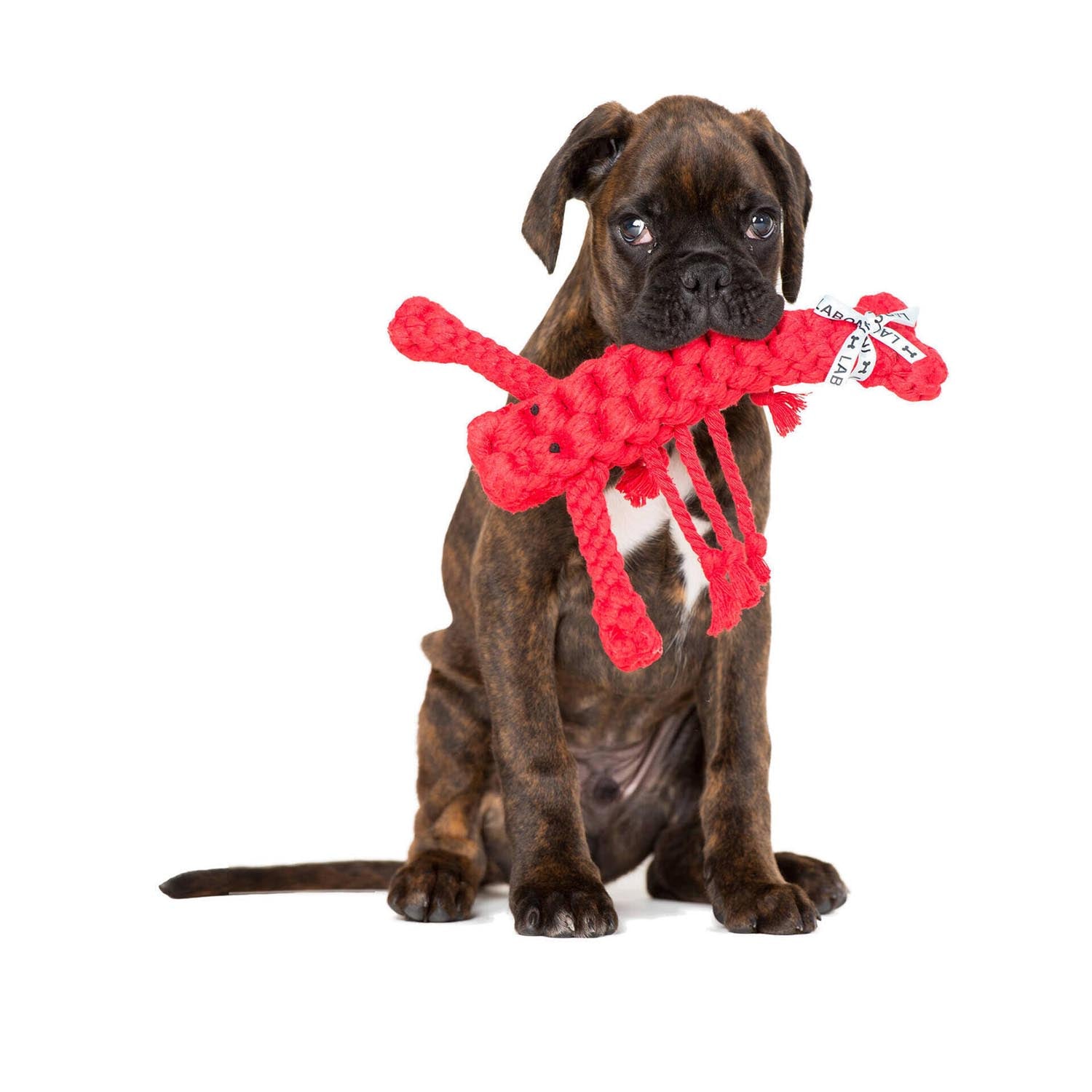 Hugo Hummer von Laboni: Hochwertiges Hundespielzeug aus 100% Baumwolle, perfekt für aktives Spielen und Zahnpflege. Ideal für alle Hunde!