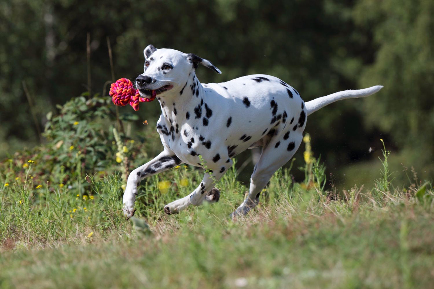 Der LABONI Schleuderball Maxi in rot ist das perfekte Spielzeug für große Hunde! Hergestellt aus langlebiger Baumwolle, ideal für aktive Spiele und zur Stärkung der Bindung.