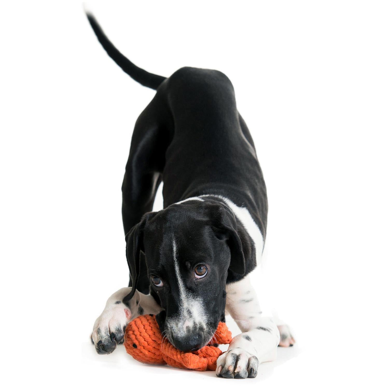 Der LABONI Thaddäus Tintenfisch ist ein robustes Baumwollspielzeug für Hunde, perfekt für Zerrspiele und stundenlangen Spielspaß. Waschmaschinenfest!