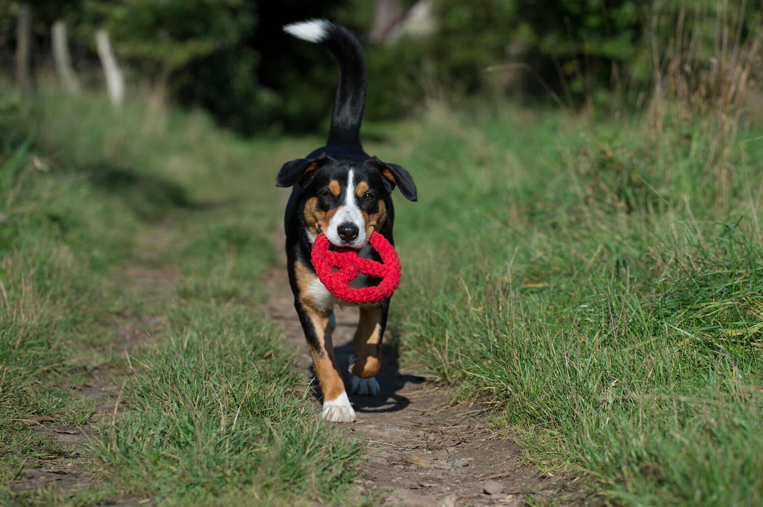 Das LABONI Spielzeug Paula Peace aus robuster Baumwolle fördert das Spielvergnügen und die Bindung zu Ihrem Hund. Umweltfreundlich und sicher!