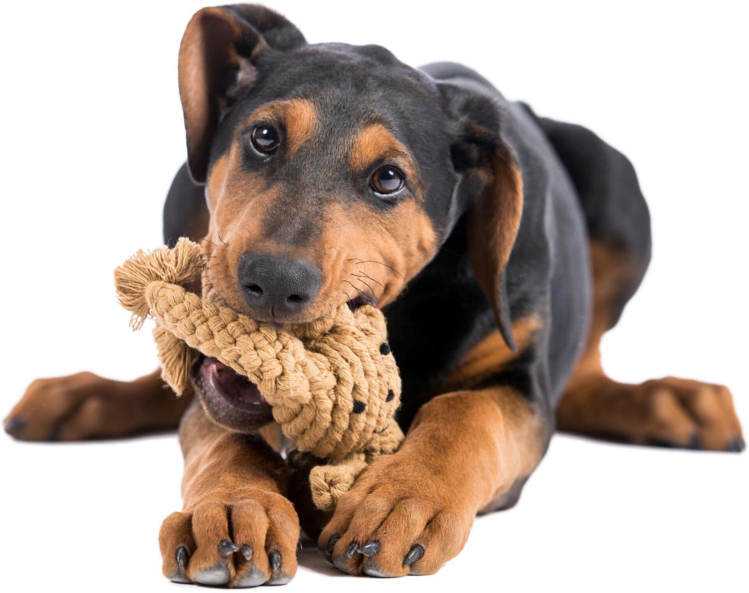 Der LABONI Heinrich Hase ist ein langlebiges Hundespielzeug aus natürlicher Baumwolle. Perfekt für Spiel und Kuschelmomente!