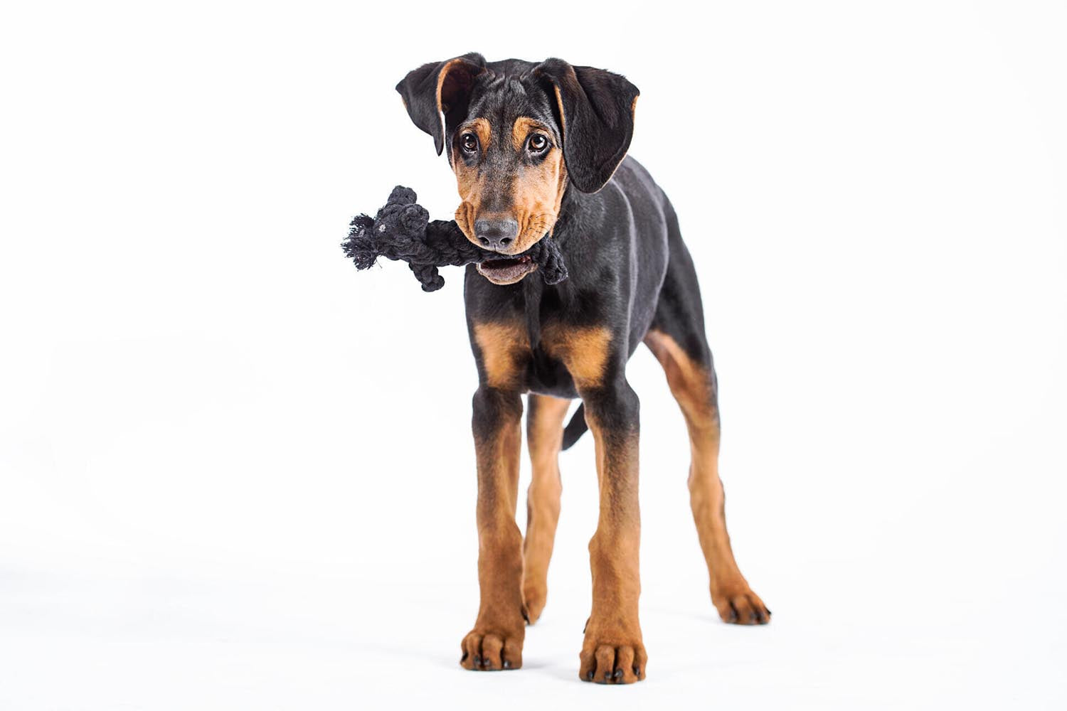 Der LABONI Kater Casanova ist ein langlebiges Hundespielzeug aus natürlicher Baumwolle. Perfekt für aktive Hunde und leicht zu reinigen!