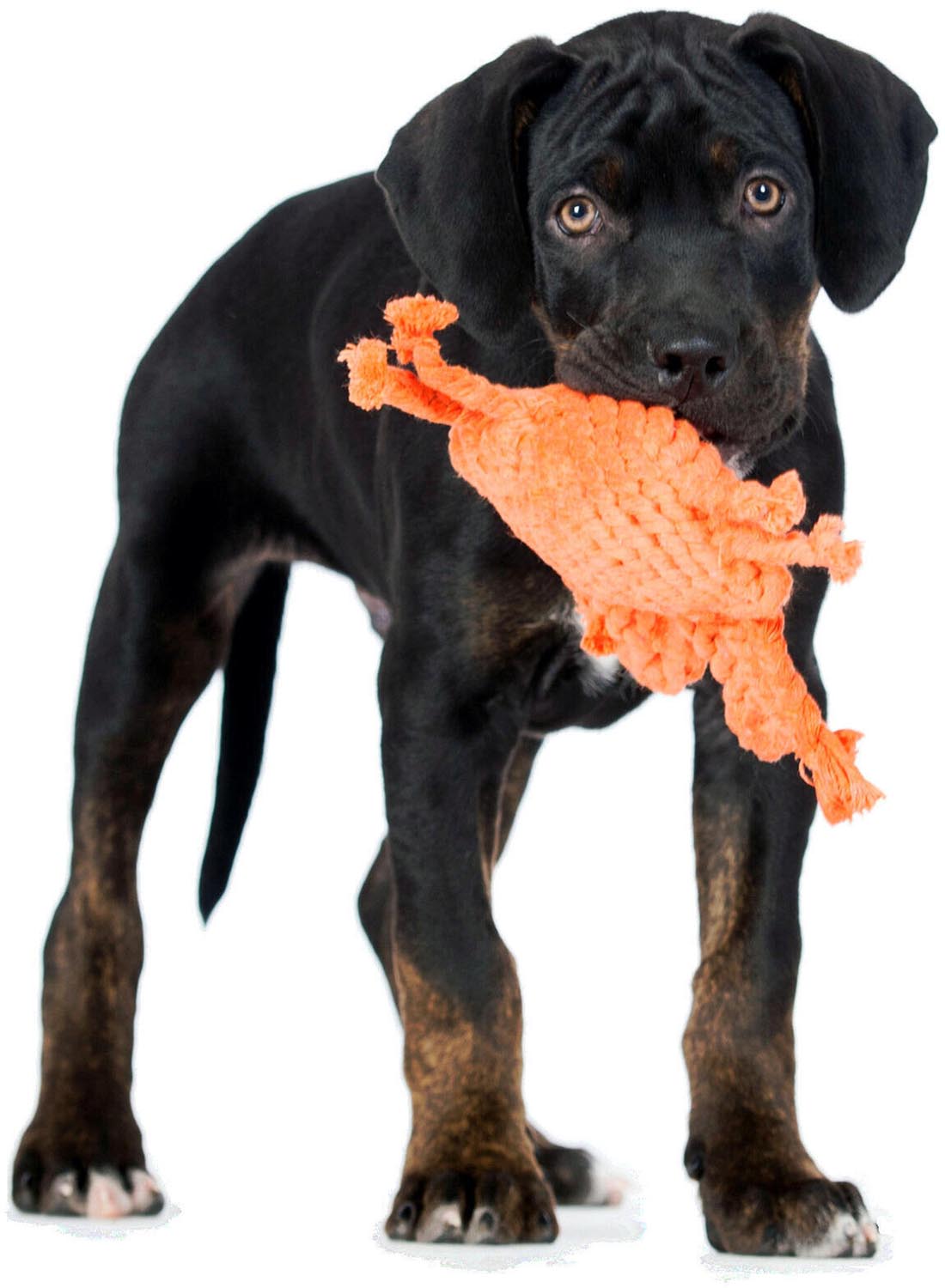 Entdecken Sie das LABONI Kristof Krabbe Spielzeug aus 100% Baumwolle. Langlebig, weich und ideal für spielerische Abenteuer mit Ihrem Hund!