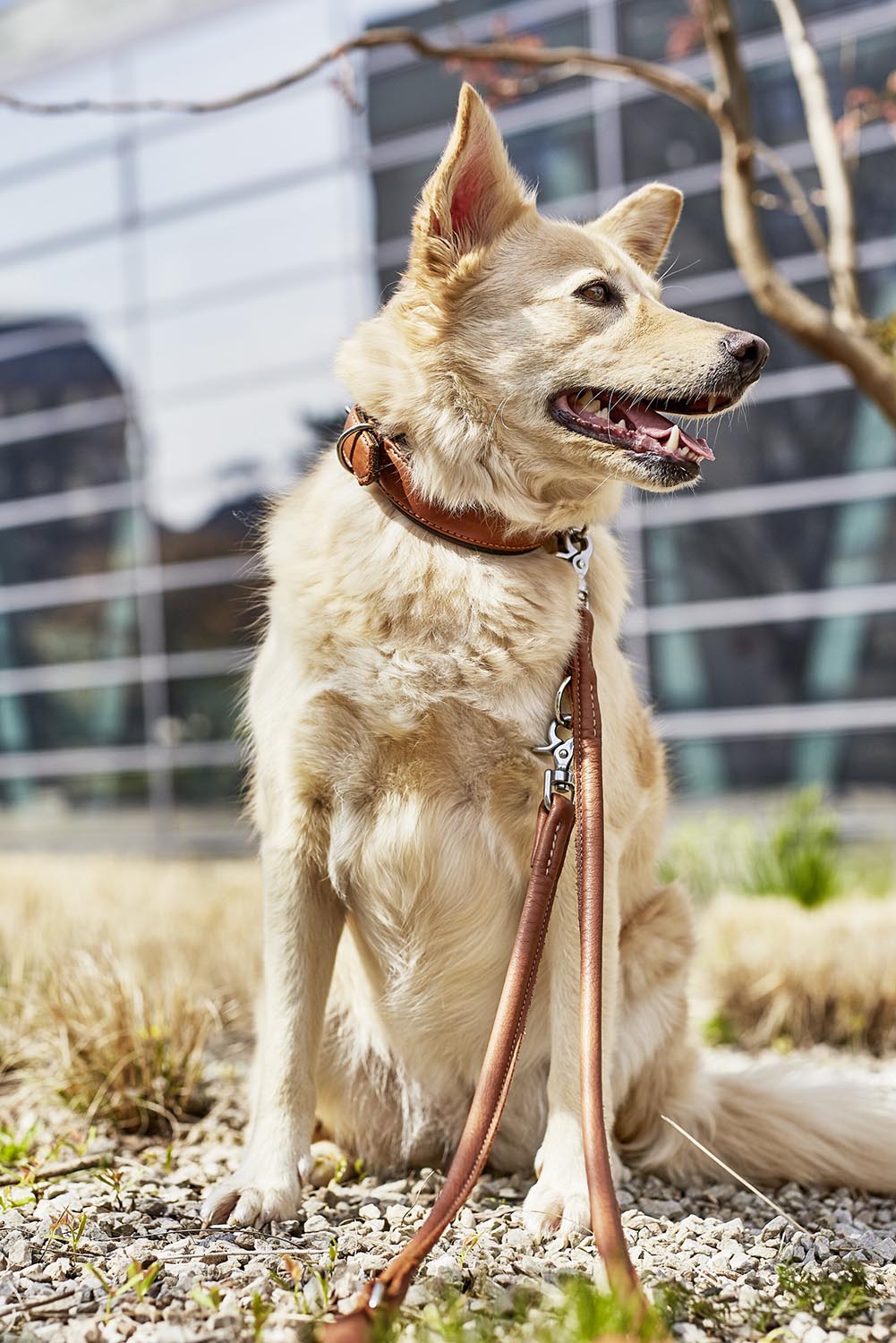 Erleben Sie die LABONI Rundleine Amici Cognac S: eine robuste, modische Leine, die Komfort und Kontrolle für Ihren Hund vereint.