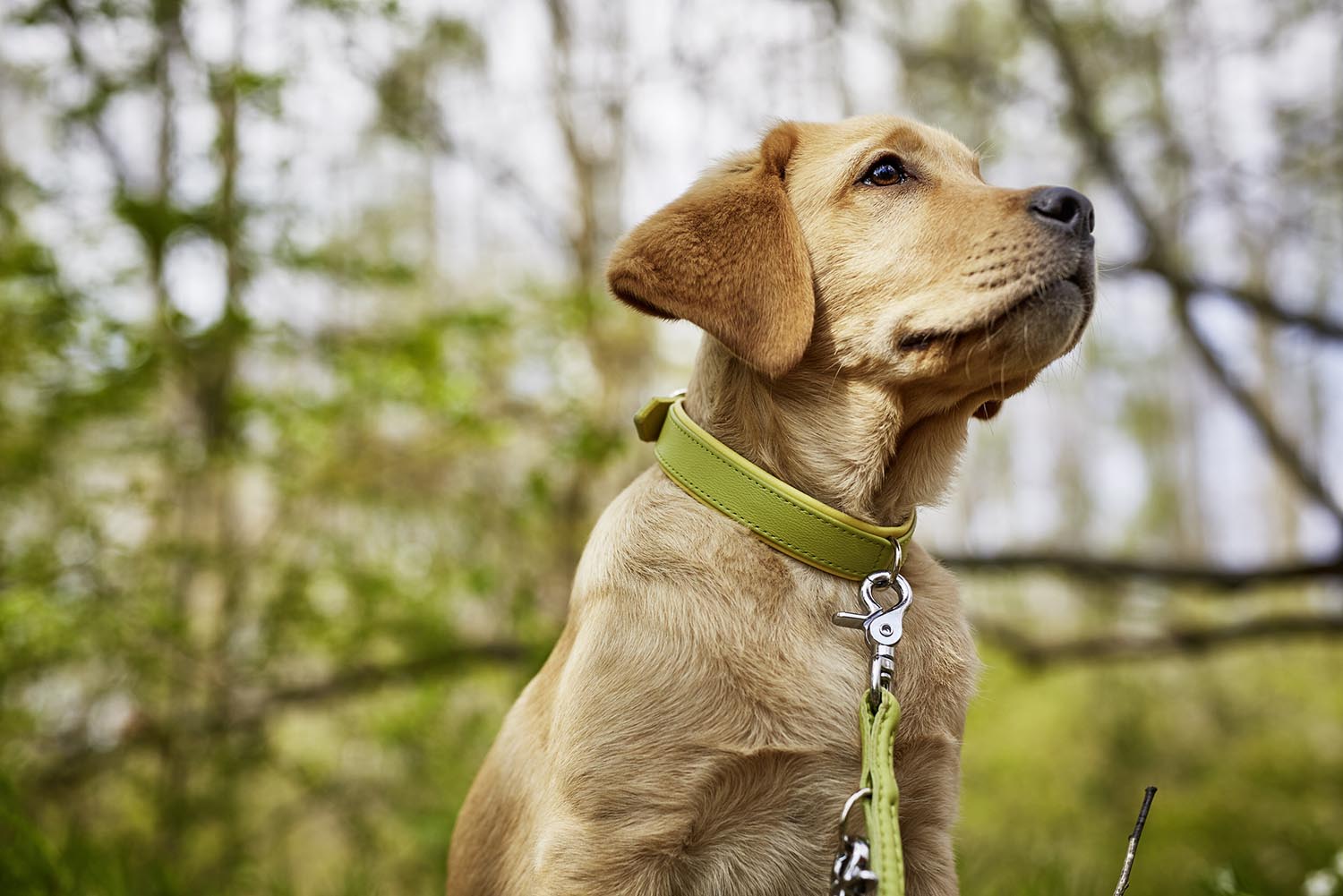 Erleben Sie das LABONI Halsband Nappa Amici Cognac M – stilvolles Design, erstklassiges Nappaleder und optimaler Tragekomfort für Ihren Hund.