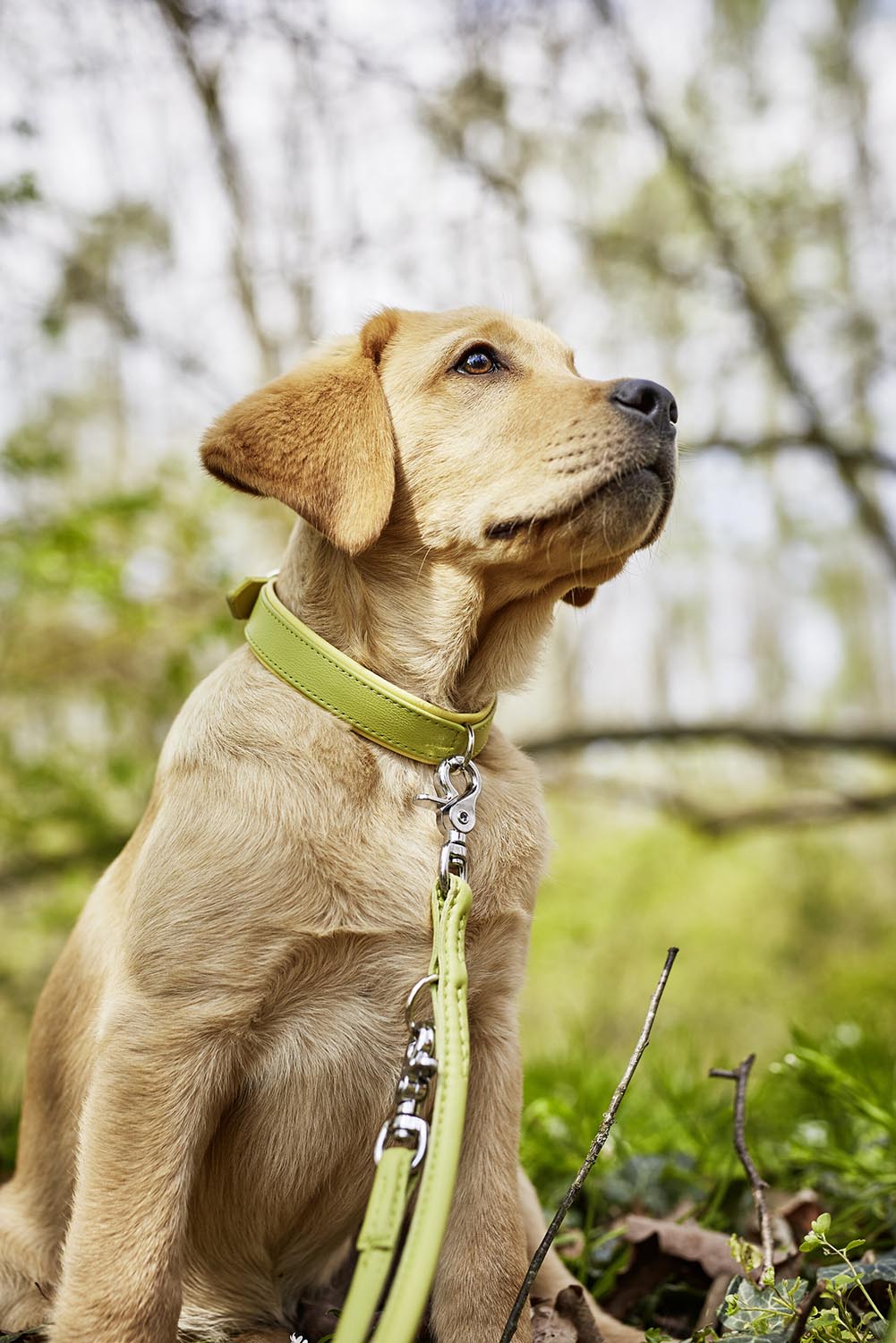 Die LABONI Rundleine Amici Cognac S vereint elegantes Design und robuste Materialien für komfortable Ausflüge mit Ihrem Hund.