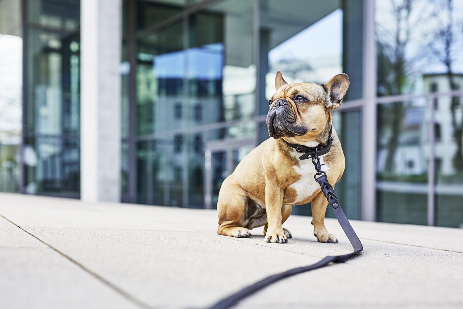 Entdecken Sie die LABONI Leine Giro Mokka: Stilvolle, strapazierfähige Hundeleine aus wetterfestem Nylon, ideal für jeden Anlass und in verschiedenen Längen erhältlich.