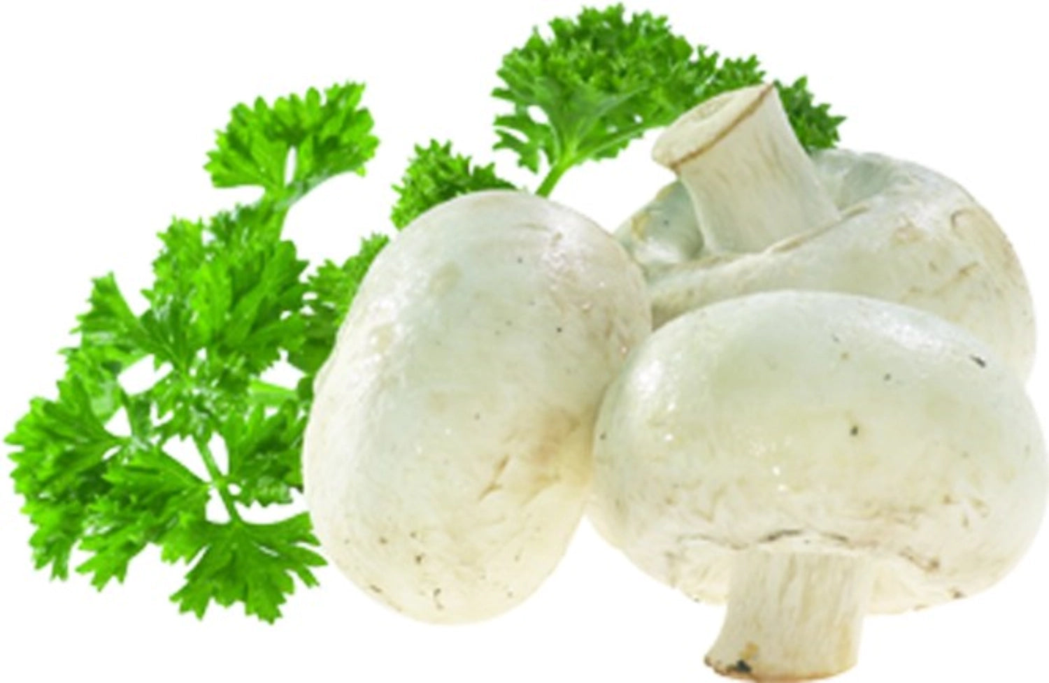 Pilz- u. Gemüse-Reininungsbürste Champy, 8x6x3cm