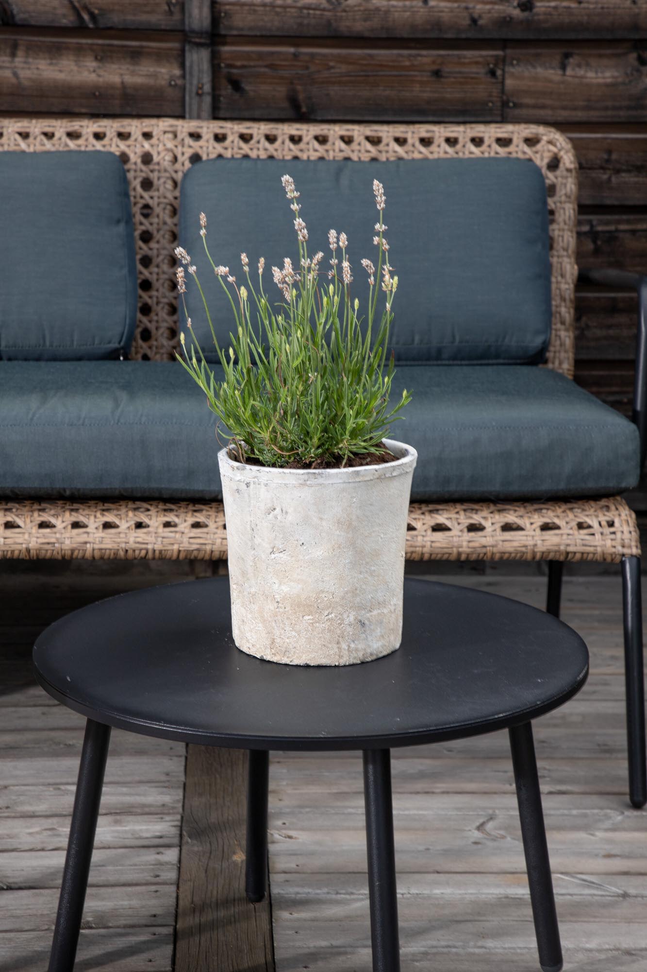 Genießen Sie mit dem Paola Sofa Outdoorset von Venture Home stilvolle Entspannung im Freien. Hochwertige Materialien und elegantes Design für Ihre Terrasse.