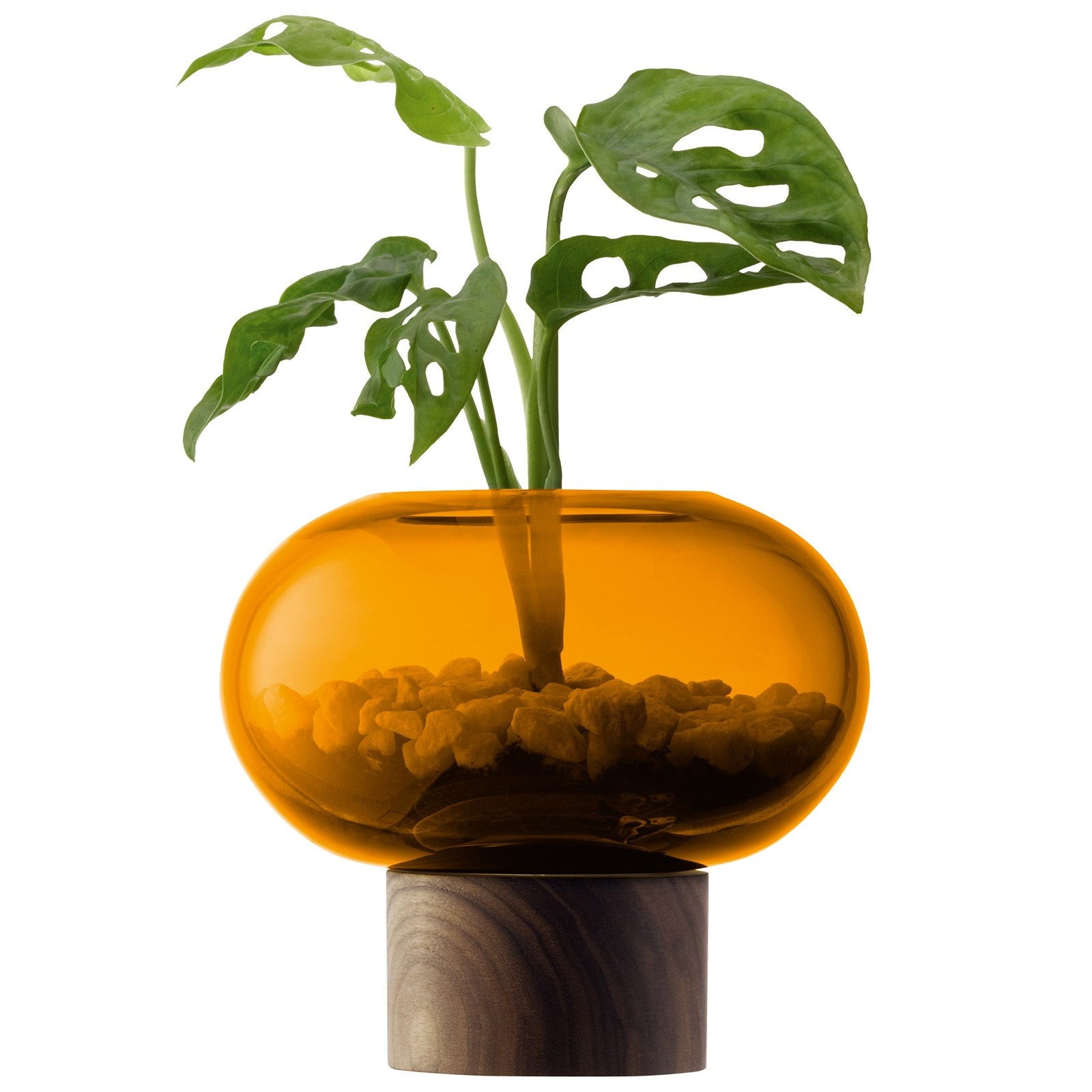 Die Oblate Vase von LSA in warmem Bernstein-Walnuss begeistert mit ihrem stilvollen Design. Mit Ø15 cm und H13,5 cm ist sie perfekt für jede Einrichtung.