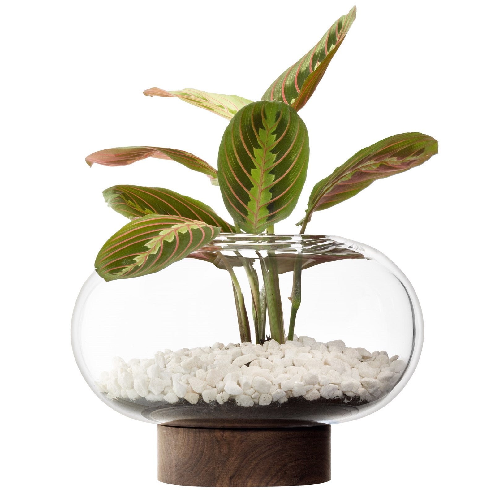 Elegante Oblate Vase Laterne von LSA, Ø28cm, H19.5cm. Klarglas und Walnussholz schaffen eine harmonische Atmosphäre und setzen Dekorationen perfekt in Szene.