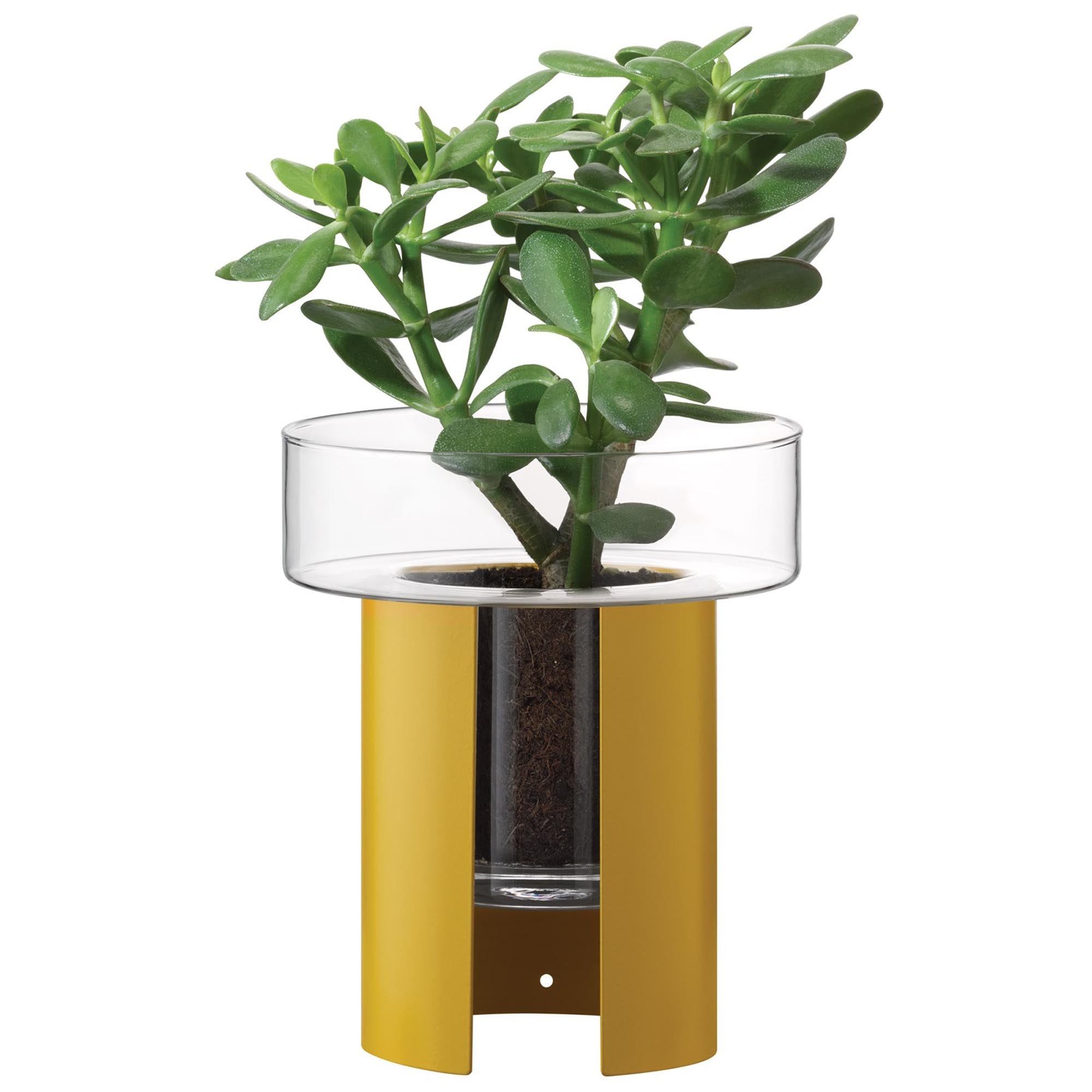 Eleganter Pflanzentopf Terrazza in klarem Glas mit senfgelber Unterseite, ideal für moderne Wohnräume und stilvolle Pflanzenpräsentation.
