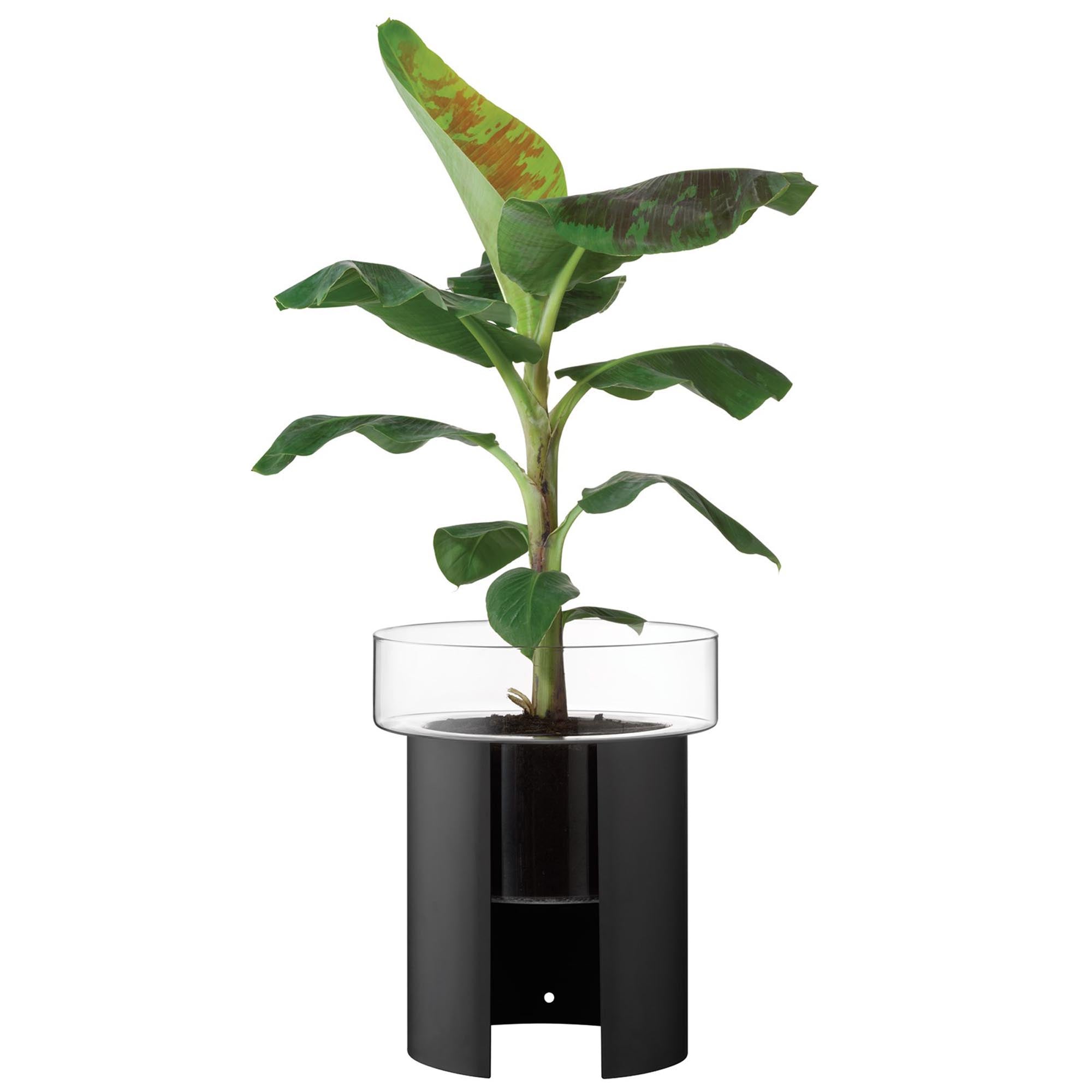 Eleganter Pflanzentopf Terrazza in klar und schwarz, H45 Ø37 cm, ideal für moderne Innenräume und stilvolle Pflanzenpräsentation.