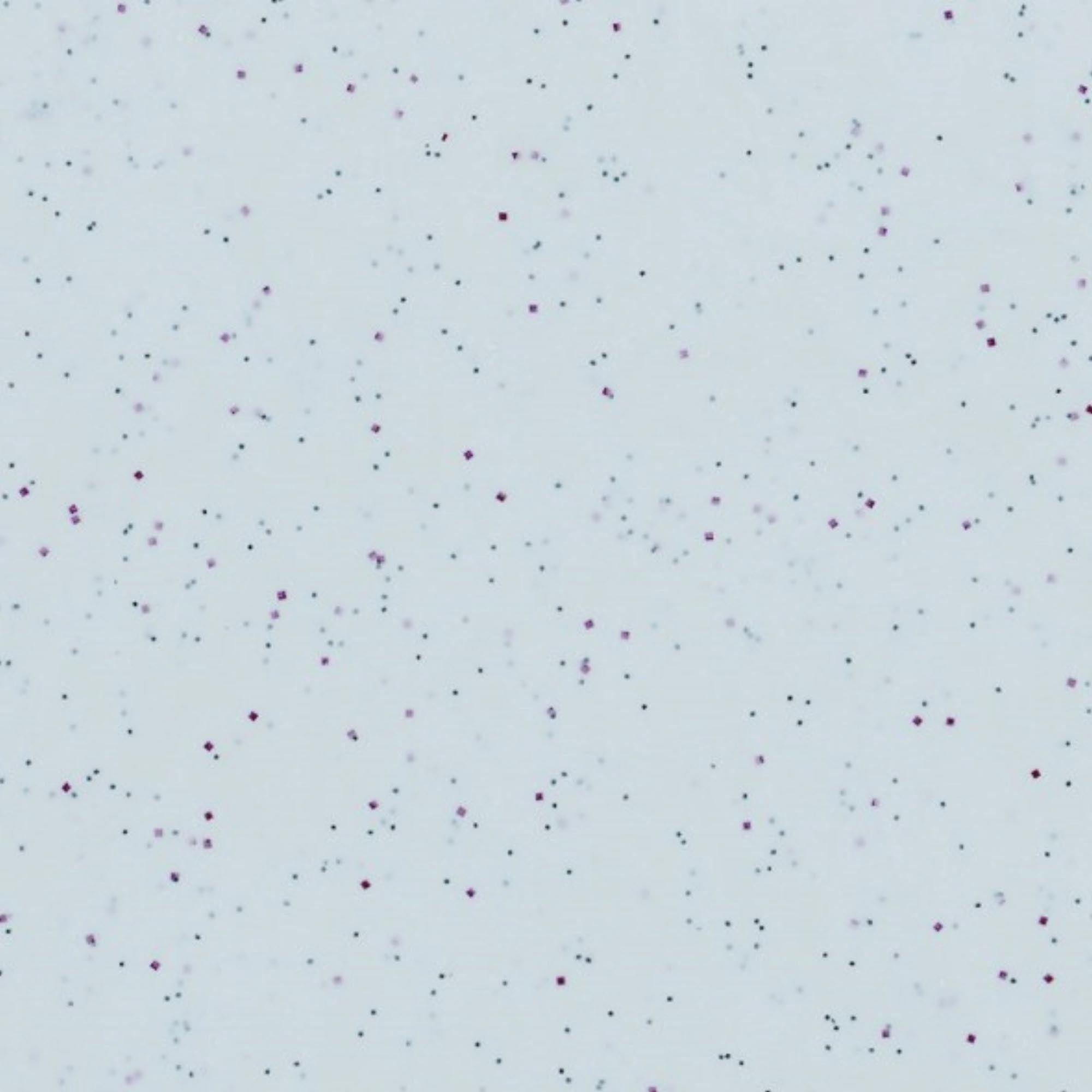 Robustes, elegantes Tablett (45x32cm) aus Glasfaser-Polyester, ideal für Gastronomie & Catering. Rutschfest, kratzfest, spülmaschinengeeignet.