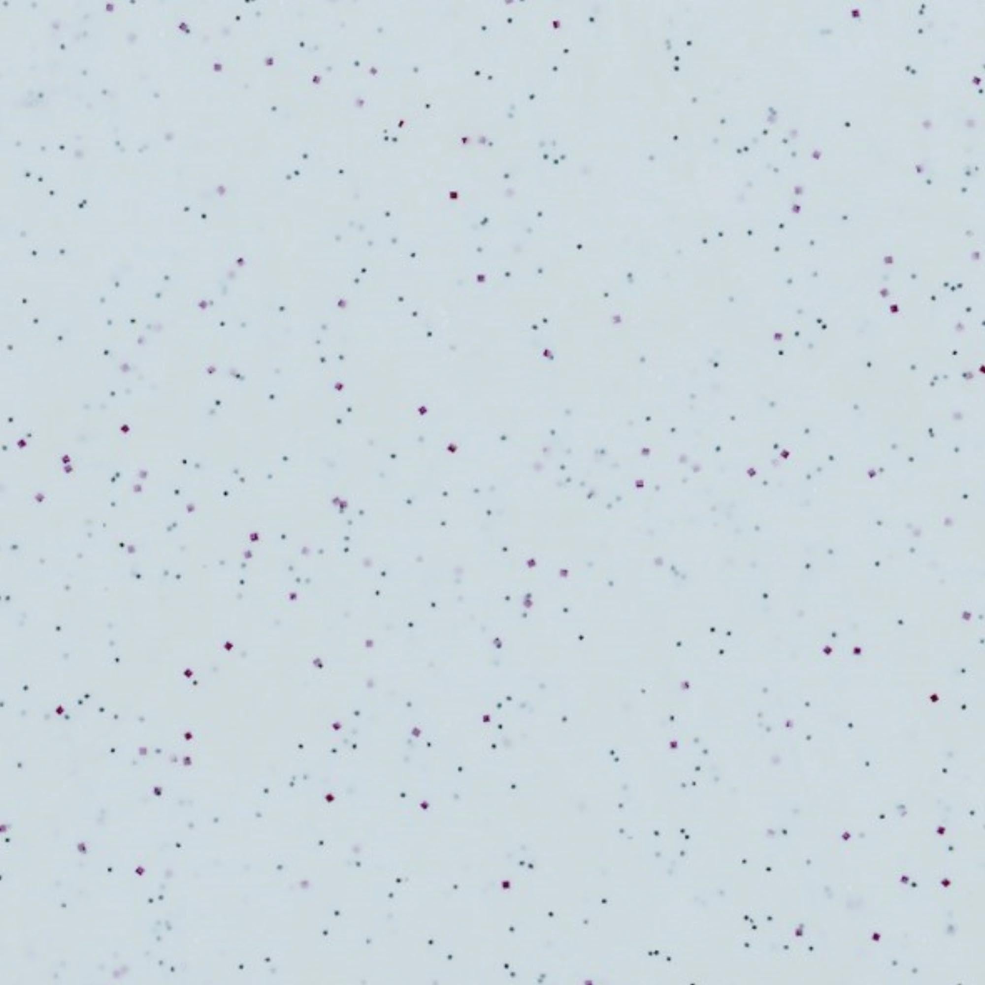 Robustes Roltex Tablett Rocca Grau 46x36cm für vielseitigen Einsatz.