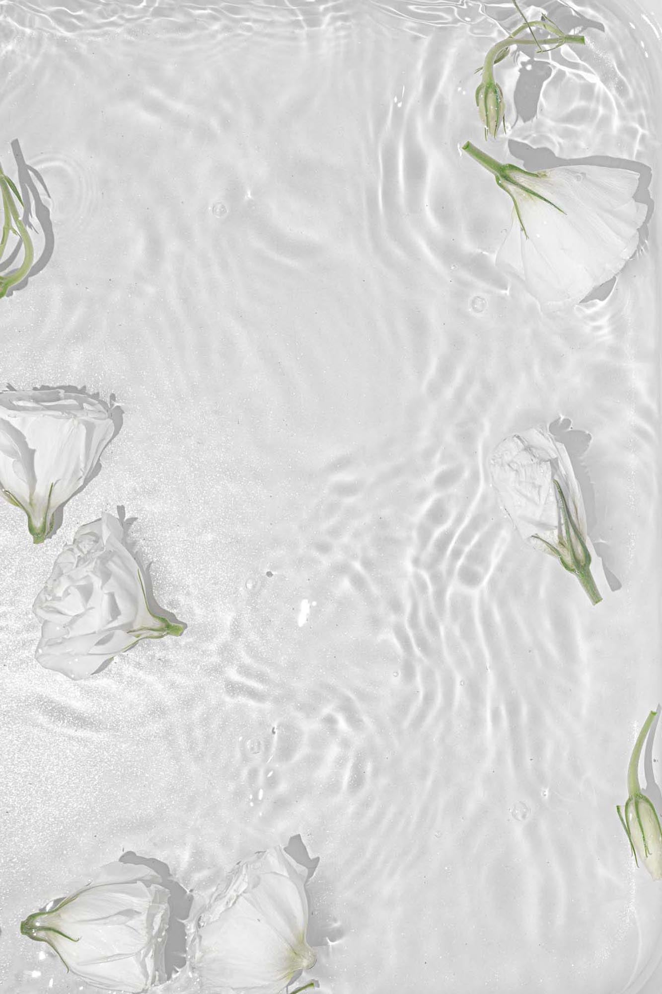White Roses Poster in Weiss präsentiert im Onlineshop von KAQTU Design AG. Bild ist von Venture Home