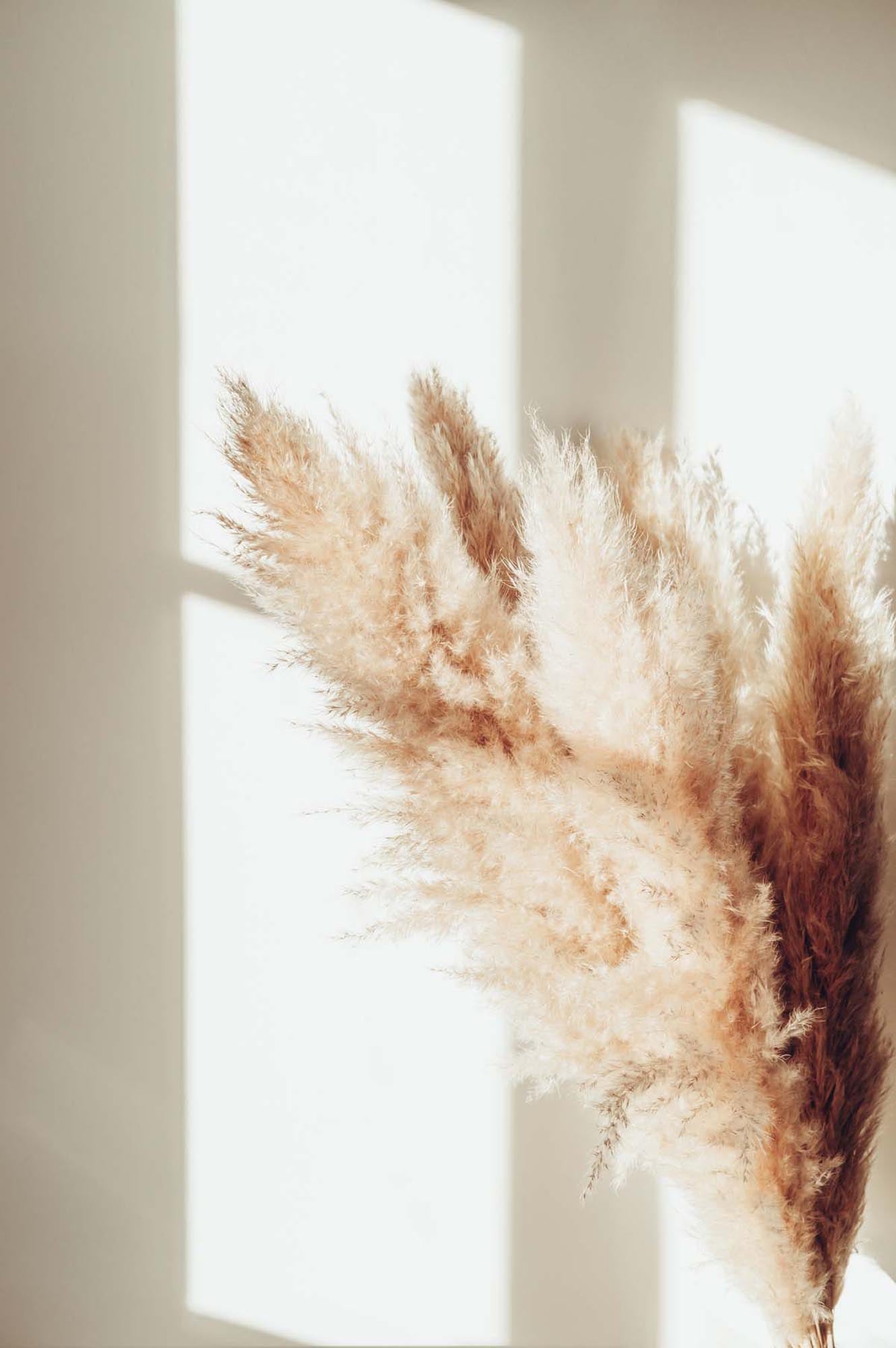 Verleihen Sie Ihrem Raum mit dem Pampas Poster von Venture Home einen Hauch von Eleganz und Natur. Ideal für eine beruhigende Atmosphäre.