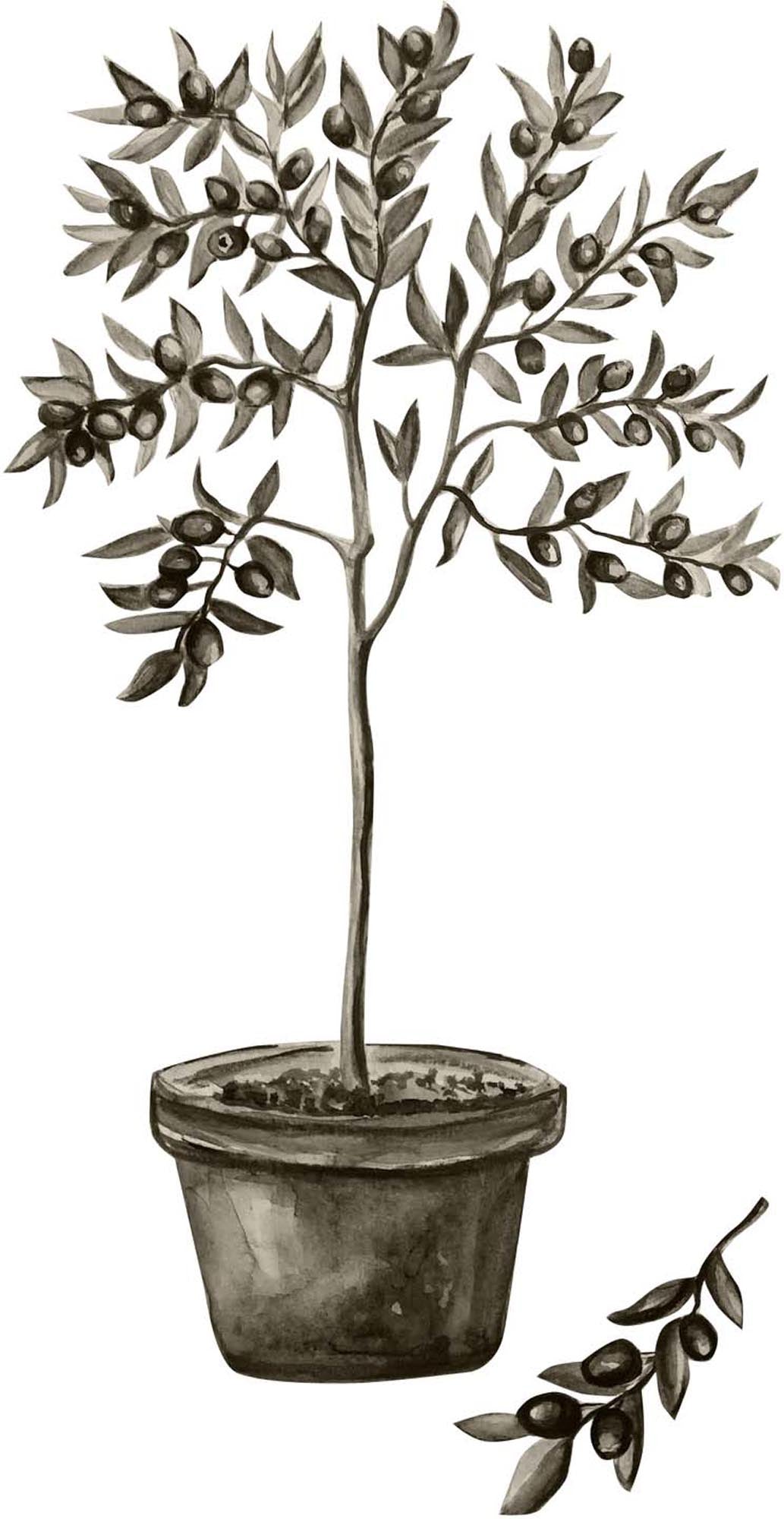 Olive Poster in Grün präsentiert im Onlineshop von KAQTU Design AG. Bild ist von Venture Home
