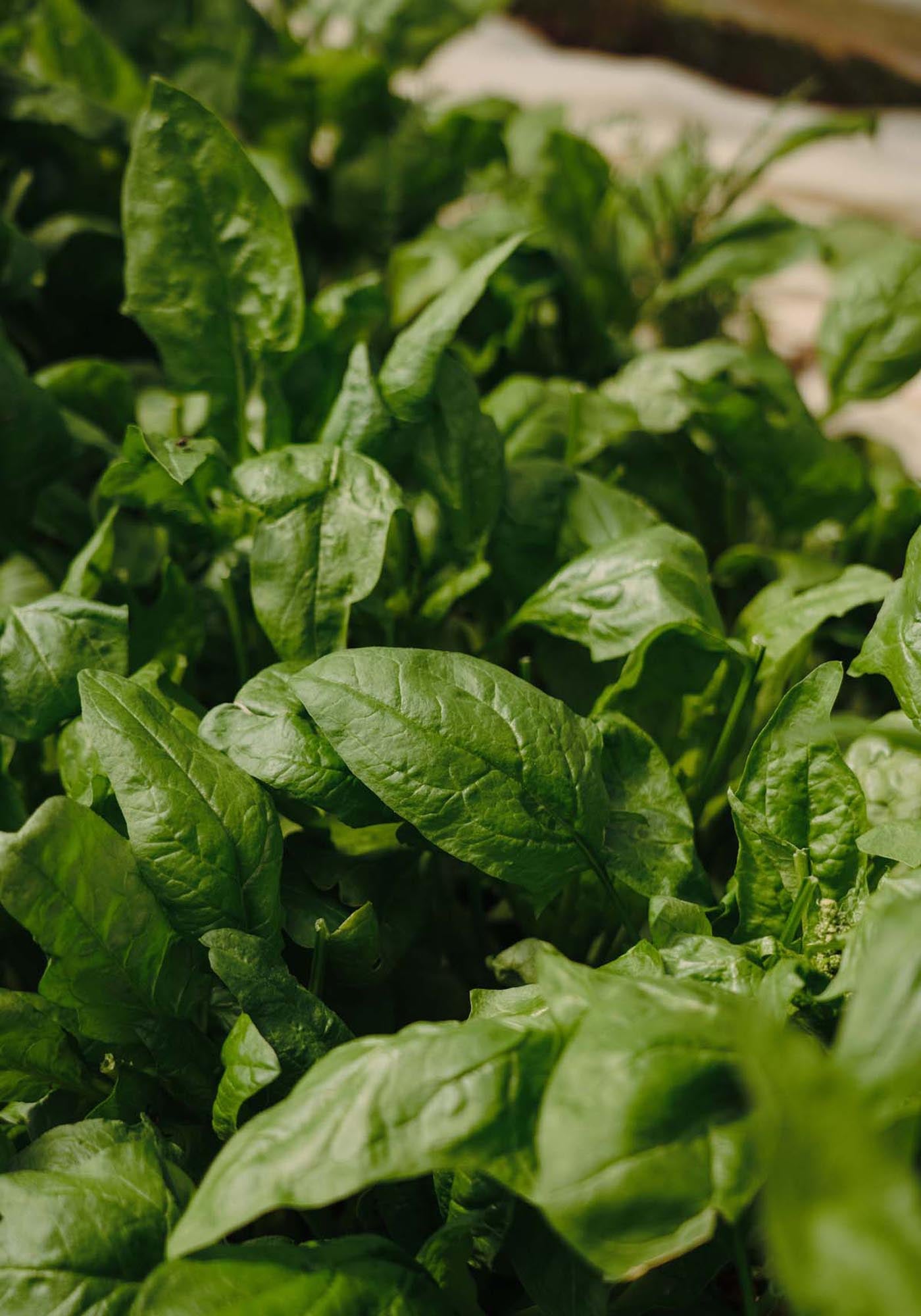 Verleihen Sie Ihrem Raum Frische mit dem Green Leaf Poster von Venture Home.