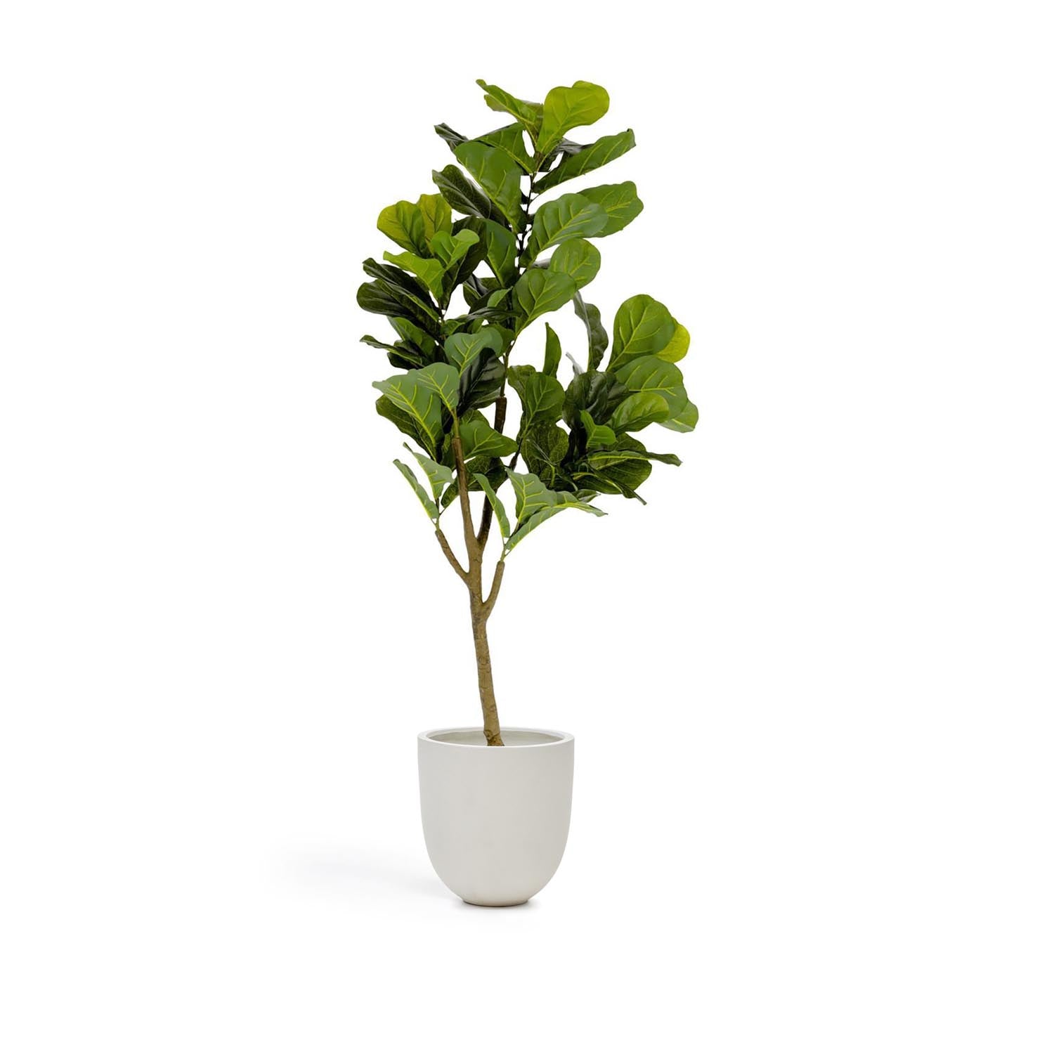 Ficus Kunstpflanze 150 cm von Kave Home: Urbanes Gartenflair, realistische Blätter, pflegeleicht, vielseitig kombinierbar.