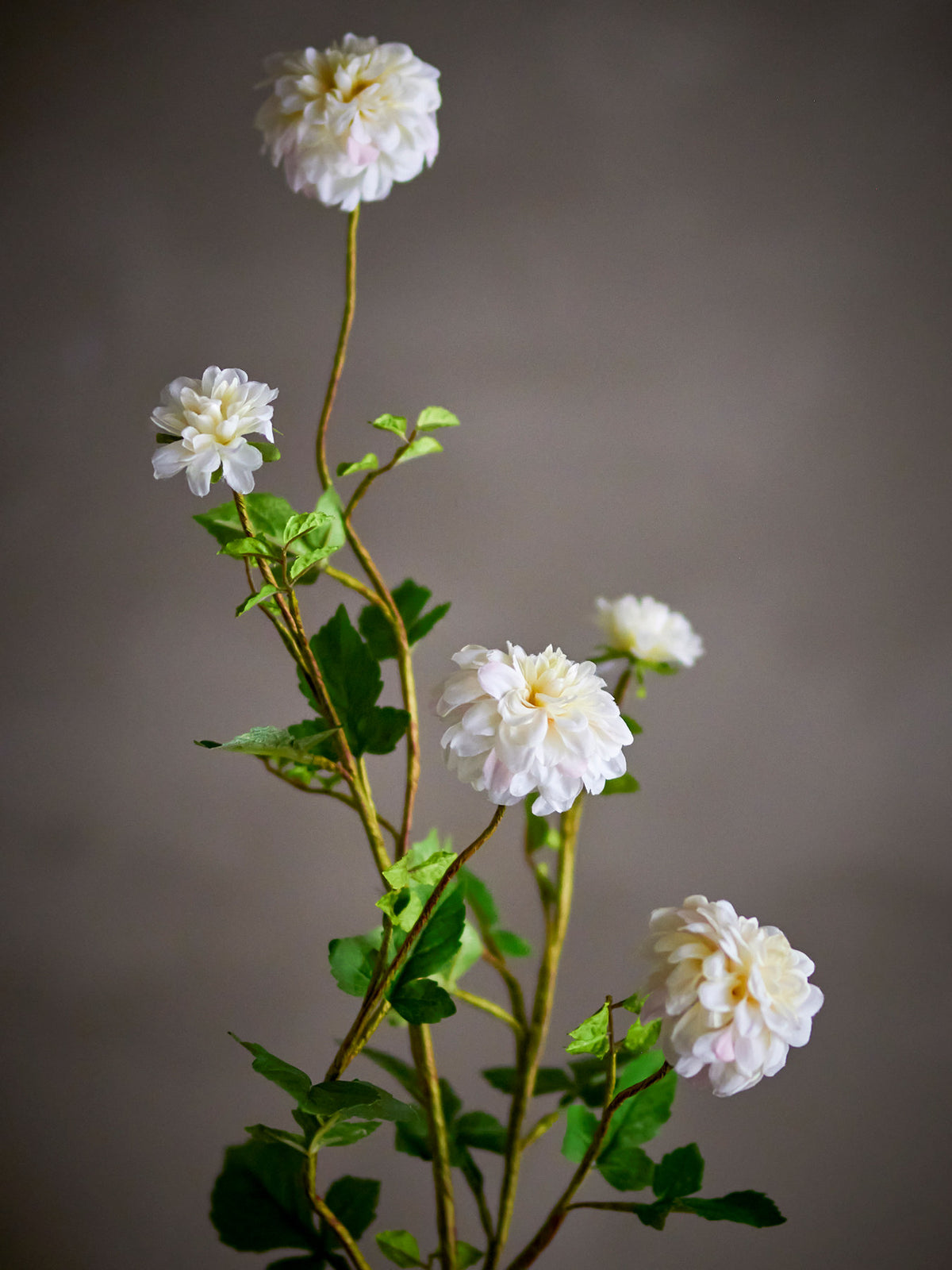 Chrysantemum Stiel, Weiss, Künstliche Blumen in White präsentiert im Onlineshop von KAQTU Design AG. Kunstpflanze ist von Bloomingville