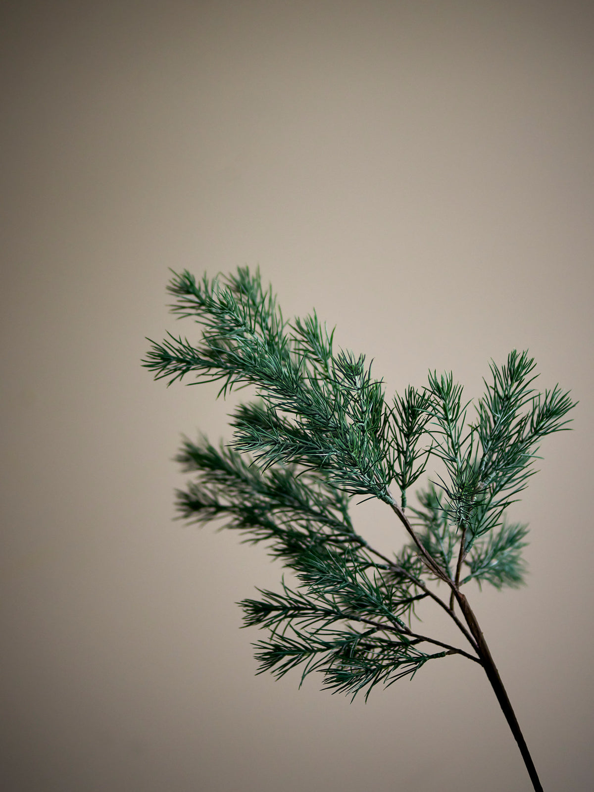 Pine Stiel, Grün, Künstliche Blumen in Green präsentiert im Onlineshop von KAQTU Design AG. Kunstpflanze ist von Bloomingville