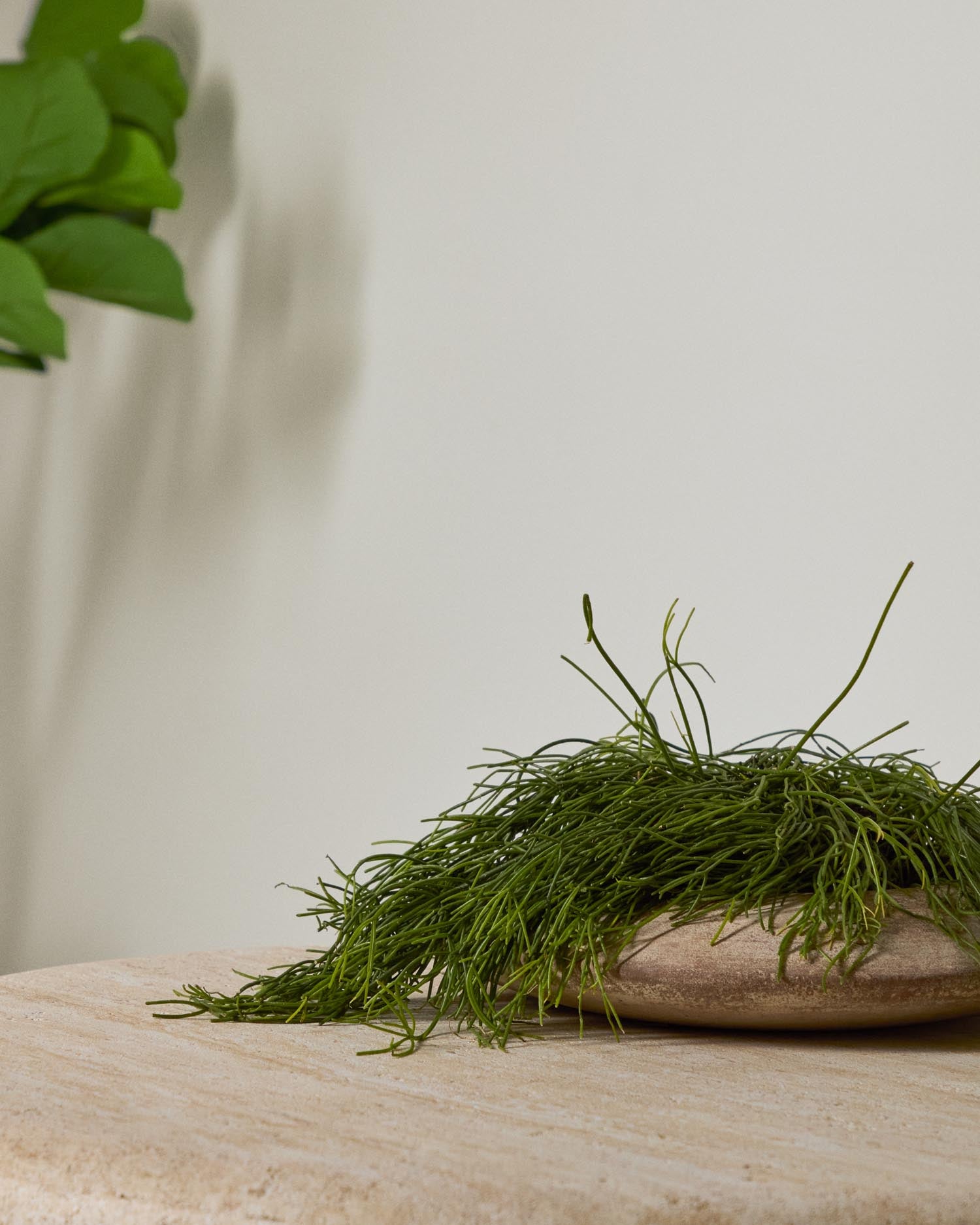 Präsentieren Sie Ihre Pflanzen im eleganten Blumentopf Rivor aus Terrakotta. Mit 50 cm Durchmesser und natürlichem Finish ist er perfekt für jedes Zuhause.