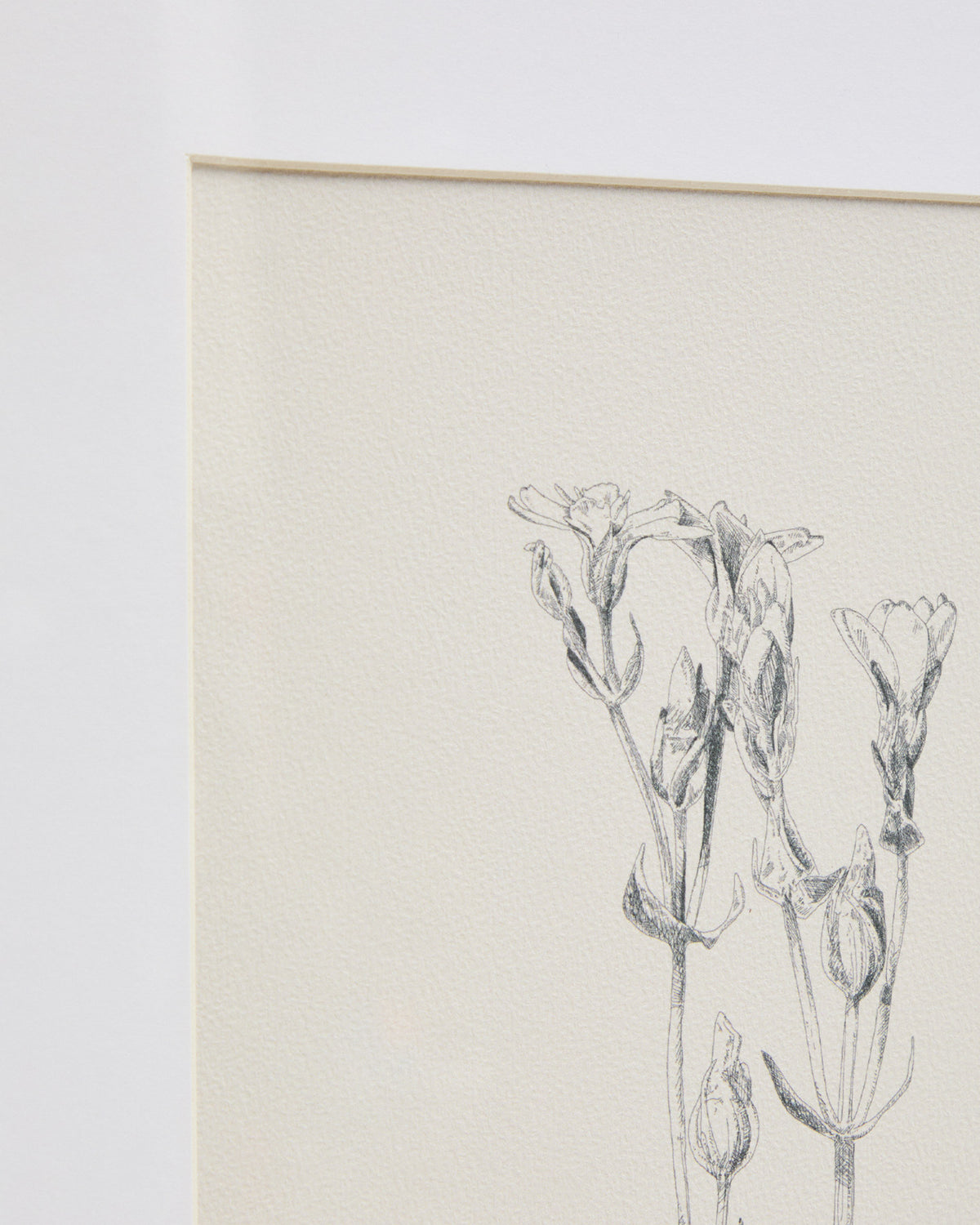 Bild Lirena, botanische Illustration, 50 x 70 cm in Beige, Weiss präsentiert im Onlineshop von KAQTU Design AG. Bild ist von Kave Home