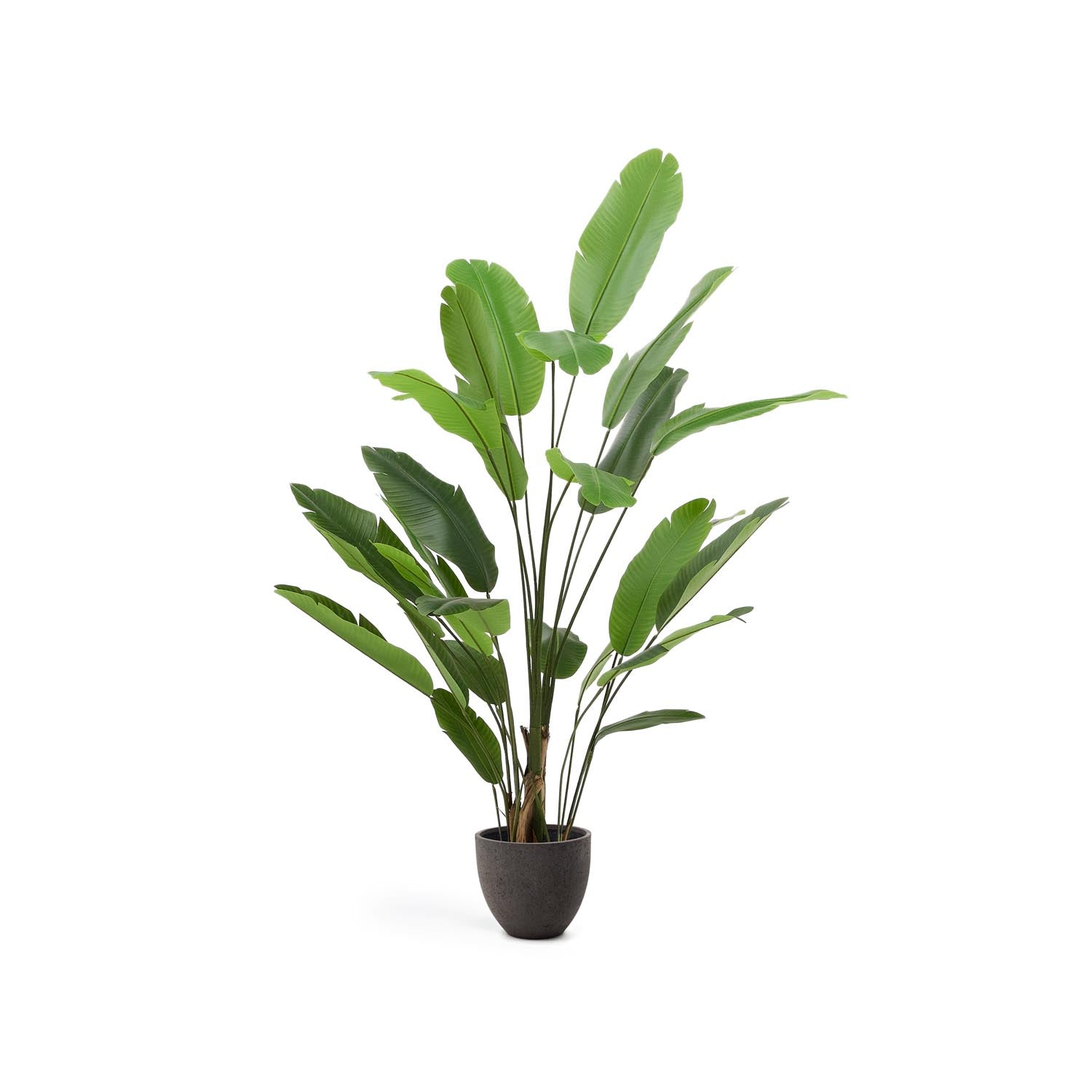 Kunstpflanze Banano 210 cm von Kave Home: Majestätische Präsenz, pflegeleicht, detailgetreu, ideal für Wohnzimmer & Büro.