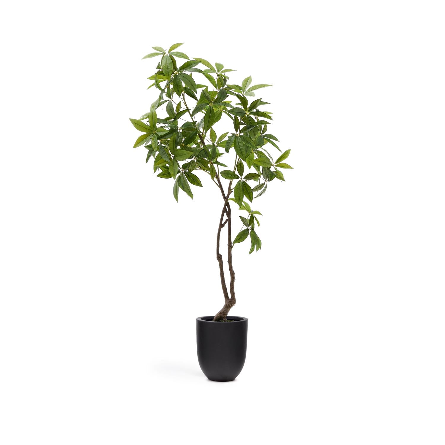 Kunstbaum Pachira 180 cm von Kave Home: Pflegeleicht, lebendig, stabiler schwarzer Topf. Perfekt für Wohnzimmer, Büro, Flur.