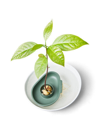 ELHO Topf Avocado Floater laubgrün 14.8 cm avocado in Avocado, Grün präsentiert im Onlineshop von KAQTU Design AG. Pflanzentopf Outdoor ist von ELHO