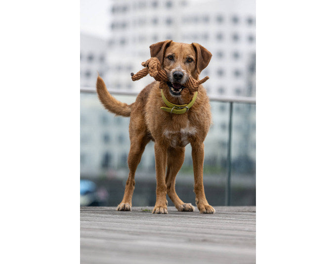 LABONI Spielzeug Diego Dackel in Braun präsentiert im Onlineshop von KAQTU Design AG. Hundebedarf ist von LABONI