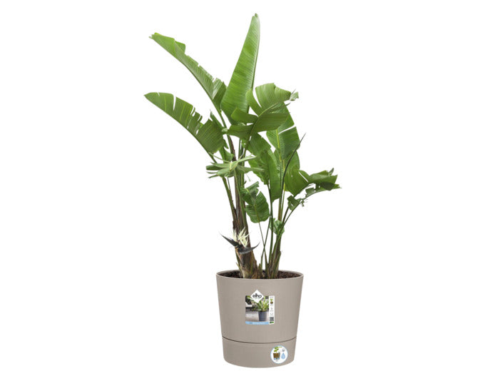 ELHO Pflanzengefäss Foss ø 43 cm pilzbeige in präsentiert im Onlineshop von KAQTU Design AG. Blumentopf ist von ELHO