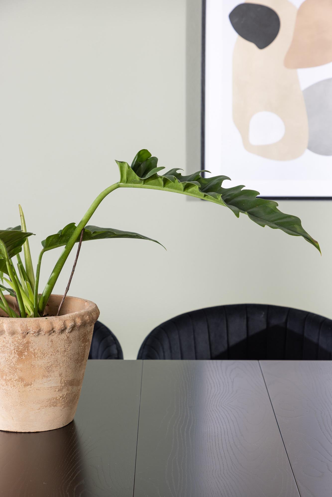 Modernes Astrid Esszimmerset mit 6 Selma Stühlen, 200cm, von Venture.