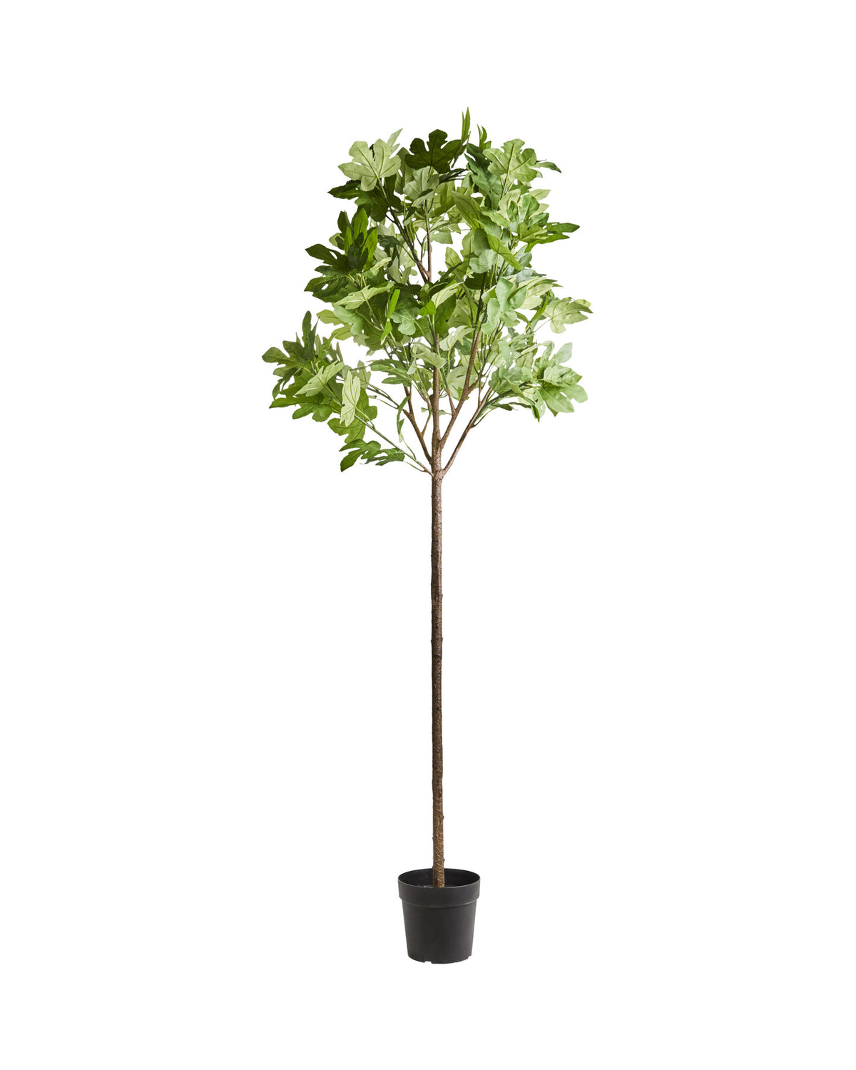 Künstliche Pflanze, HDFig, Grün in Green präsentiert im Onlineshop von KAQTU Design AG. Kunstpflanze ist von House Doctor