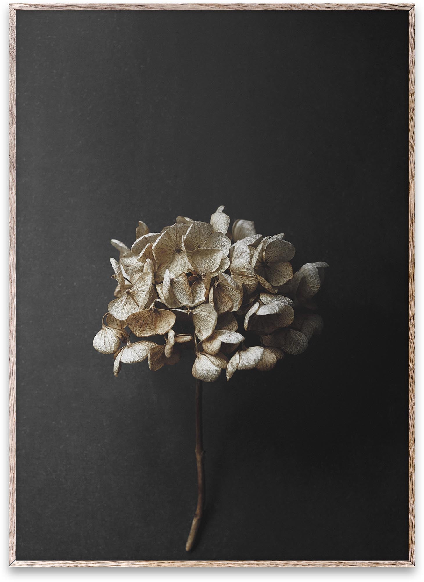 "Still Life 04" von Paper Collective: Zeitgenössische Kunst, elegante Komposition, umweltfreundlich, 50x70 cm, soziale Verantwortung.