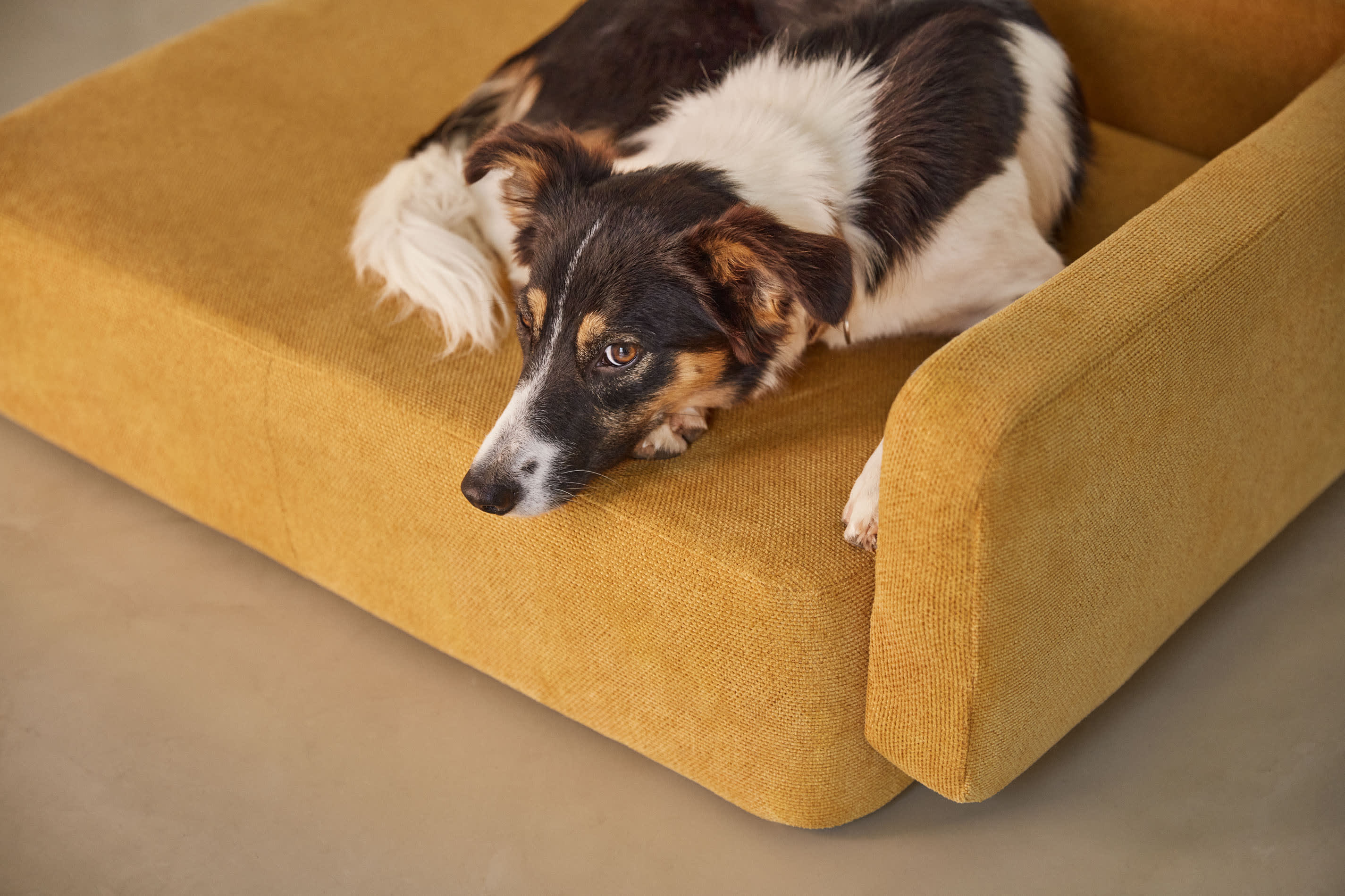 Das Bowie Haustierbett in senfgelb (73 x 98 cm) bietet großen Hunden und mehreren kleinen Tieren einen stilvollen Rückzugsort mit optimaler Polsterung.