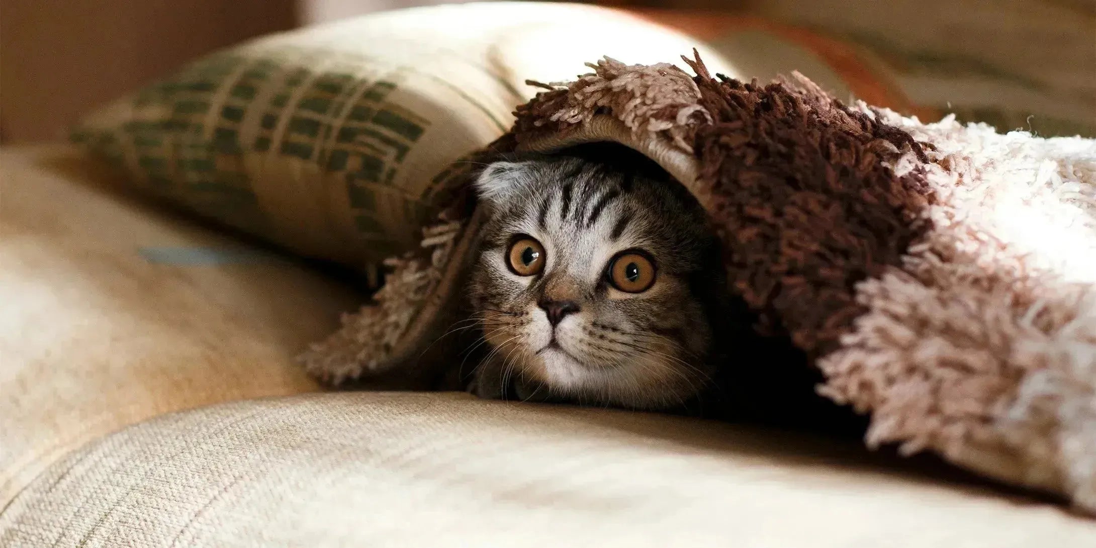 Entdecken Sie unsere Haustier-Kollektion mit bequemen Hundebetten, praktischen Halsbändern und hochwertigem Spielzeug für Hunde und Katzen.