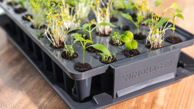 Entdecke die Windhager Kollektion für Garten- & Sonnenschutz: Insektenschutz, Sichtschutz und Sonnensegel – ideal für deinen Außenbereich!
