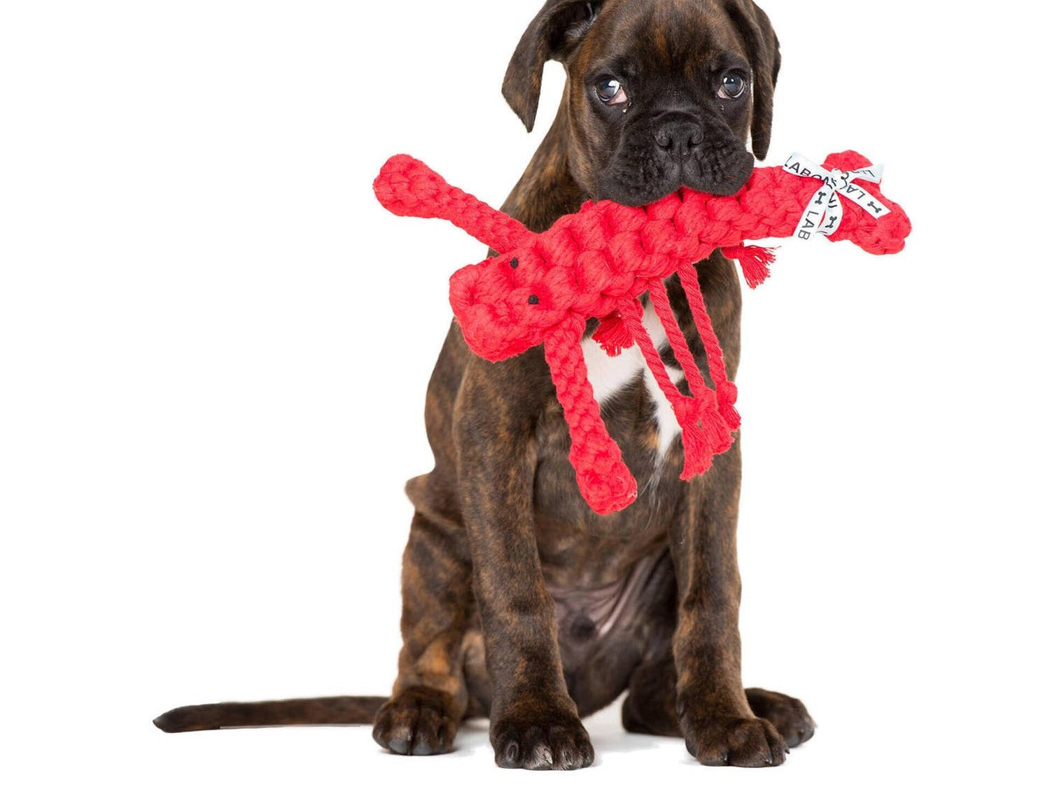 Entdecke hochwertigen Hundebedarf bei KAQTU: ergonomische Leinen, stilvolle Halsbänder, komfortable Betten und Spielzeug für glückliche Hunde.