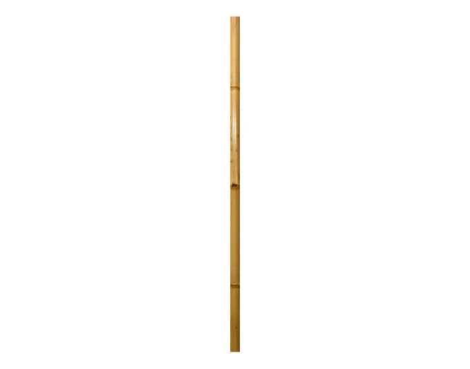 WINDHAGER Bambus-Rohr 2 m ø 6 cm natur in  präsentiert im Onlineshop von KAQTU Design AG. Gartenutensilien ist von WINDHAGER