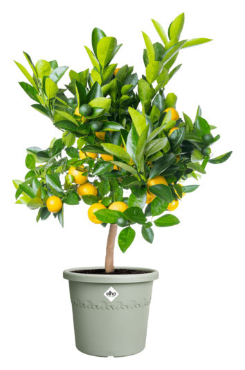 ELHO Topf Algarve cilindro ø 30 cm thymian grün
