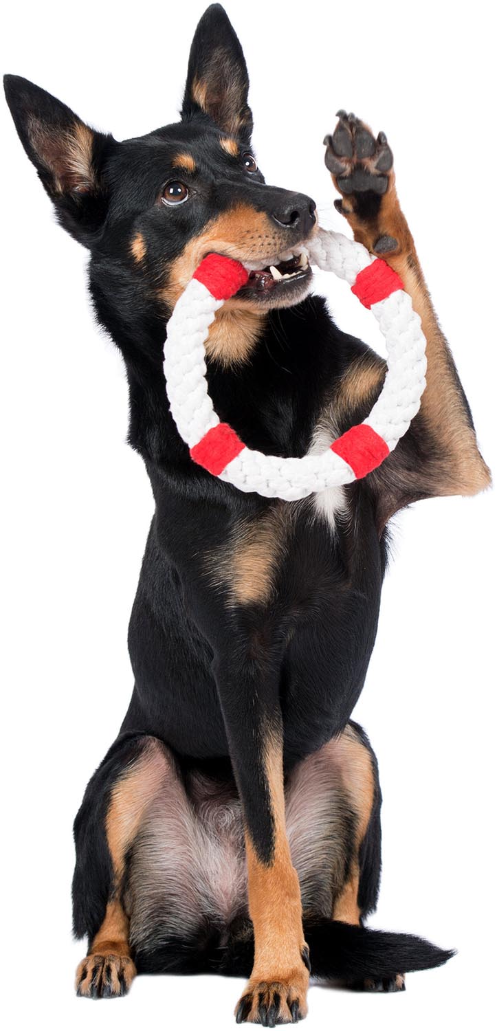 Der LABONI Rita Rettungsring (18x18x3 cm) ist ein langlebiges, zahnfreundliches Spielzeug aus Baumwolle, ideal für aktive Hunde und Wasserspaß.