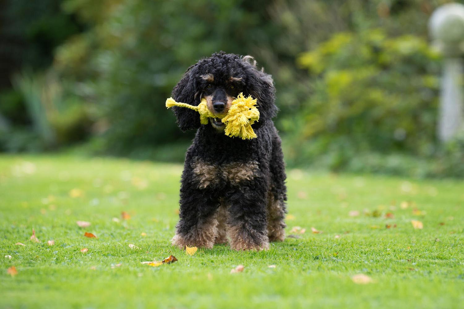 Spielzeug Leo Löwe in  präsentiert im Onlineshop von KAQTU Design AG. Hundebedarf ist von Laboni