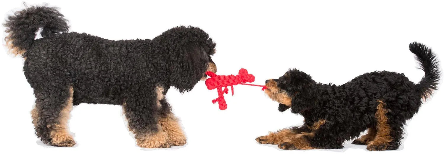 Hugo Hummer Jr.: Nachhaltiges Hundespielzeug von Laboni aus Baumwolle.